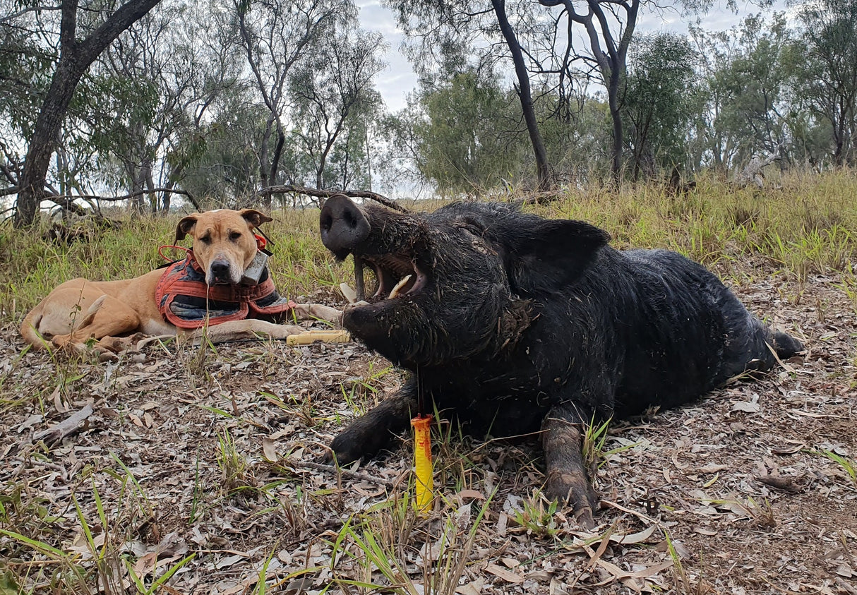 Pro-Tactical Pig Sticker Knife - 8.25 Blade with Yellow PP Handle